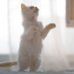 10 astuces pour prendre soin de votre chat et le garder en pleine santé