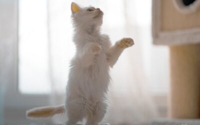 10 astuces pour prendre soin de votre chat et le garder en pleine santé