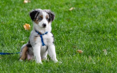 Croquettes sans céréales le choix idéal pour une alimentation saine et équilibrée pour votre chien