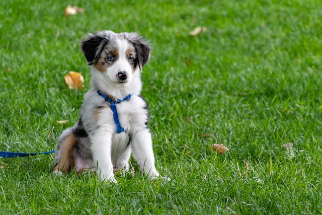 Croquettes sans céréales le choix idéal pour une alimentation saine et équilibrée pour votre chien