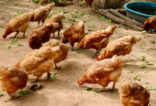 Business en ferme animale