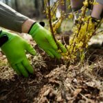 Quel engrais choisir pour ses haies de cèdres selon la saison