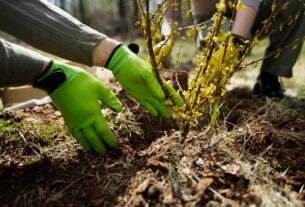 Quel engrais choisir pour ses haies de cèdres selon la saison