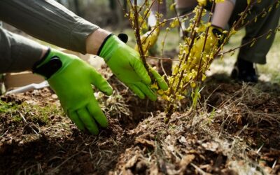 Quel engrais choisir pour ses haies de cèdres selon la saison