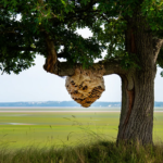 Volumineux nid de frelon asiatique en Loire-Atlantique près de Nantes en 2026