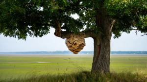 Volumineux nid de frelon asiatique en Loire-Atlantique près de Nantes en 2026