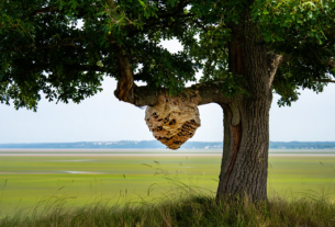 Volumineux nid de frelon asiatique en Loire-Atlantique près de Nantes en 2026