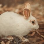 soin lapin