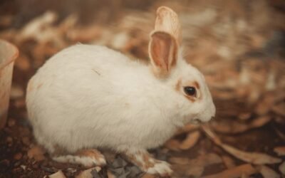 soin lapin
