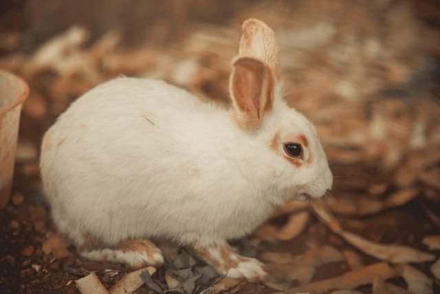 soin lapin