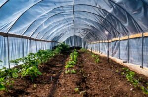 Tunnel en plastique contenant des rangées de jeunes plantes sur sol