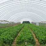 Serre en forme d'arche contenant des rangées de plantes en culture