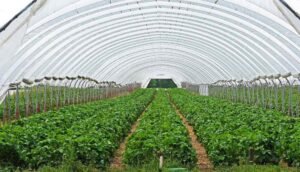 Serre en forme d'arche contenant des rangées de plantes en culture