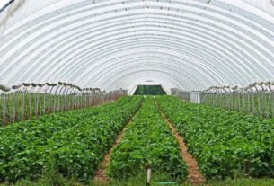 Serre en forme d'arche contenant des rangées de plantes en culture