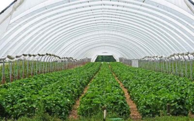 Serre en forme d'arche contenant des rangées de plantes en culture
